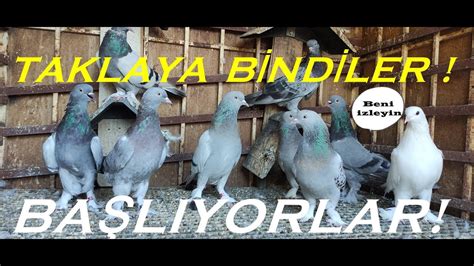 UÇAN YAVRULARDA SON DURUM BİRAZ GERİLDİM ARADA NEYSE pigeon