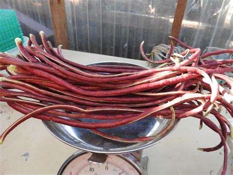 veggie spotlight yard long beans
