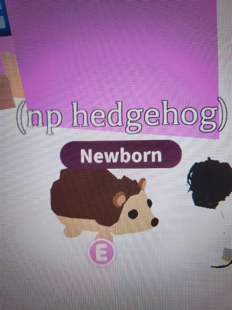 Adopt Me No Potion Newborn Hedgehog Video Gaming Gaming Accessories