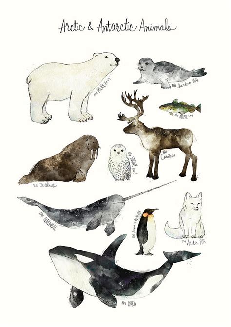 Arctic And Antarctic Animals Painting by Amy Hamilton