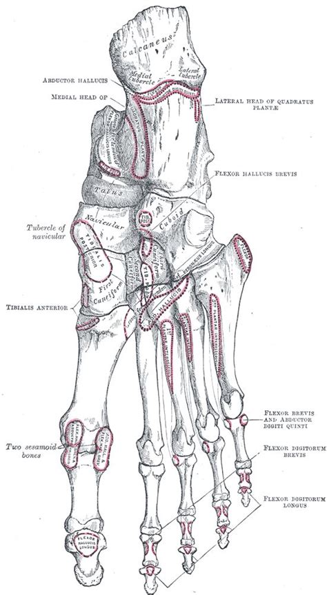 The Tarsus Human Anatomy Anatómia Csontok