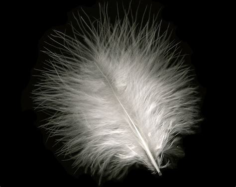 Turkey Feathers White Loose Turkey Plumage Feathers Short - Etsy