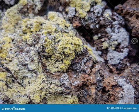 Plantas Y Liquenes En Roca Volc Nica Imagen Tomada En La Isla De