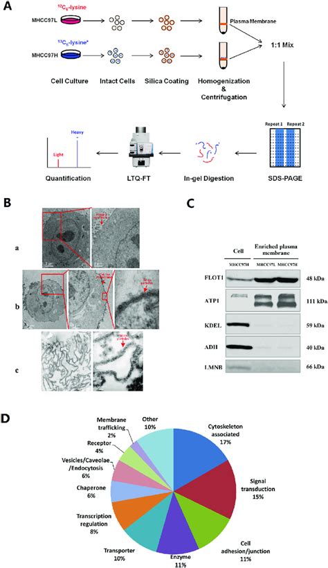 Proteome Analysis Of Plasma Membrane Proteins From Mhcc L And Mhcc H