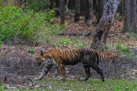 Flora & Fauna of Kanha of Kanha National park