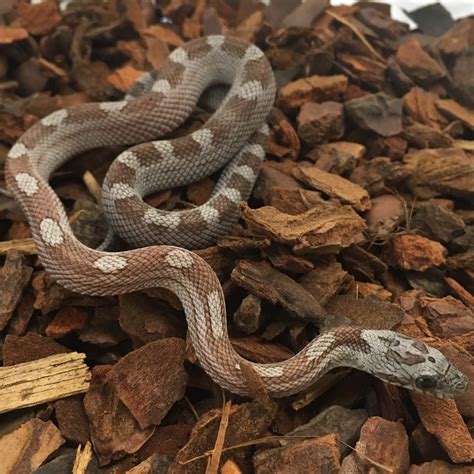 Cb Normal Corn Snake Peregine