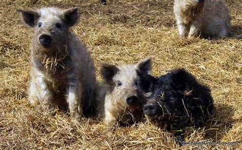 raising pastured pigs bakers green acres homestead education
