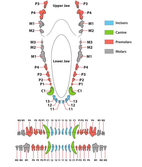 Canine Dental Chart: Decoding a Dog's Teeth