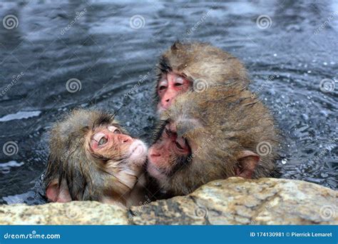 Hot Bath For Snow Monkeys In Jigokudani Monkey Park In Nagano Japan Stock Image Image Of Onsen
