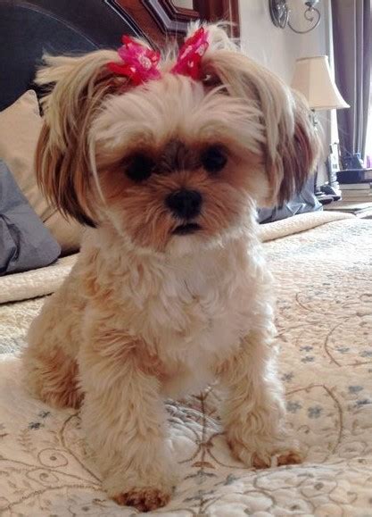 30+ Best Shorkie Haircuts - Teddy Bear Shorkie Haircuts (2024)