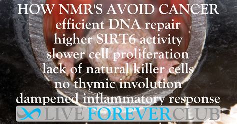 Uncovering The Secrets Of Cancer Resistance In The Naked Mole Rat