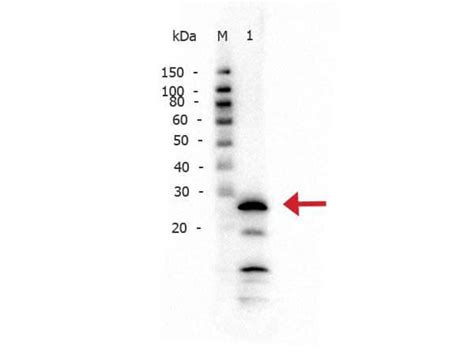 Trypsin Antibody 200 401 139 Rockland
