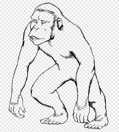 Шимпанзе рисунок (много фото) - drawpics.ru