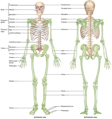 Diagram Of Skeletal System 206 Bones