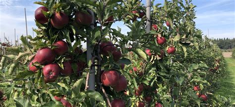 Новейшие сорта яблонь для России и описание сортов