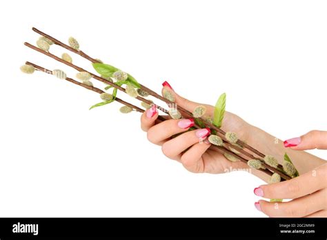 Pussy Willow Twigs Isolated On White Stock Photo Alamy