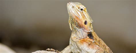 insuring  exotic pet