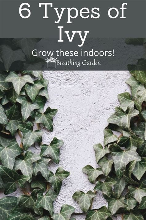 Types Of Ivy You Can Grow Inside Breathing Garden Types Of Ivy