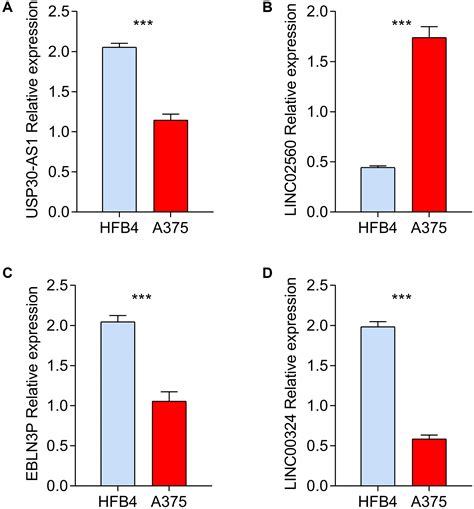 Identification Of Hypoxic Related Lncrnas Prognostic Model For