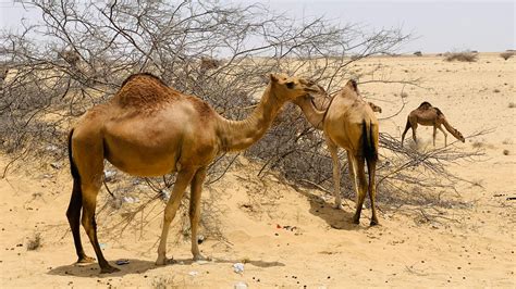 Camels on a DesertFree Stock Photo