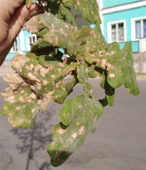 Бурая пятнистость дуба – Discula umbrinella ( = Gloeosporium quercinum ...