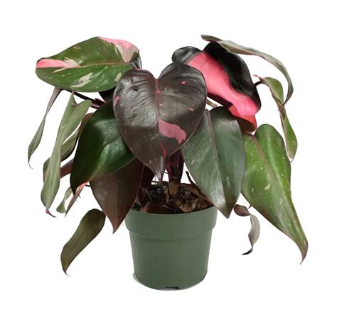 Филодендрон розовая принцесса взрослого растения (76 фото)