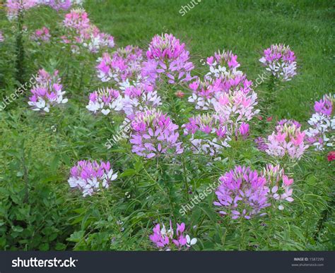 Cleome Clipart 17 Free Cliparts Download Images On Clipground 2025