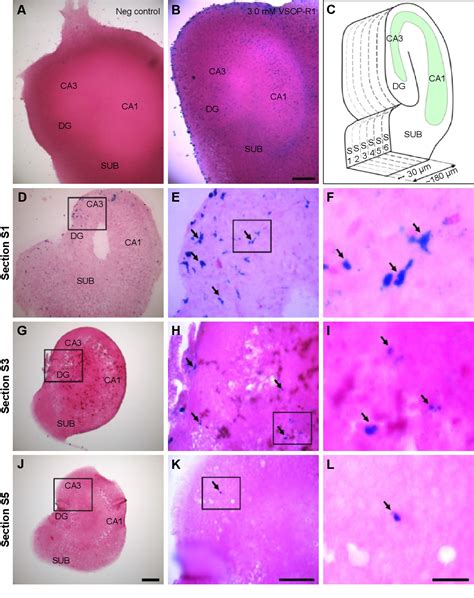 Figure From Biocompatibility Of Very Small Superparamagnetic Iron