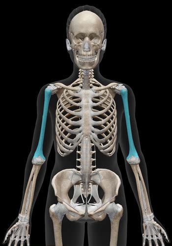 Bio Anatomy Lab The Appendicular Skeleton Humerus Flashcards