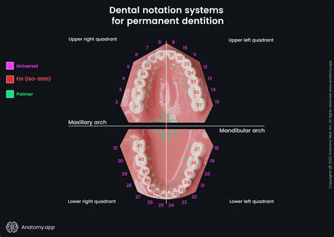 Dental Notation Systems For Permanent Dentition Media Library