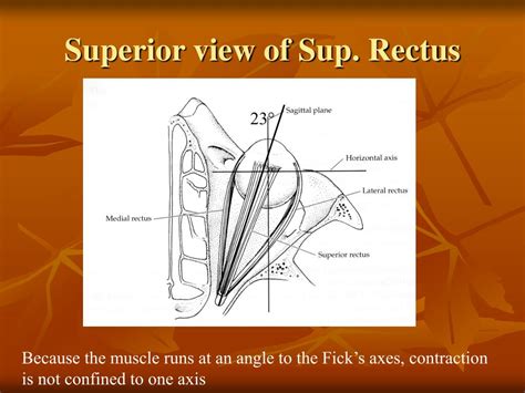 PPT - Extraocular Muscles (EOM) & Eye movement PowerPoint Presentation ...