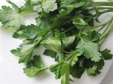 Зелень Петрушка - «Вау эффект! Как отбелить кожу с помощью петрушки, а ...