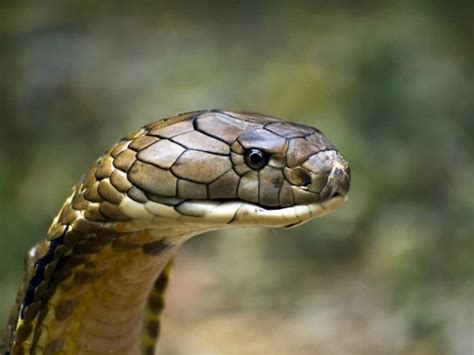King Cobra Escapes From Swedish Zoo - Reptiles Magazine