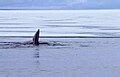 bowhead whale wikipedia