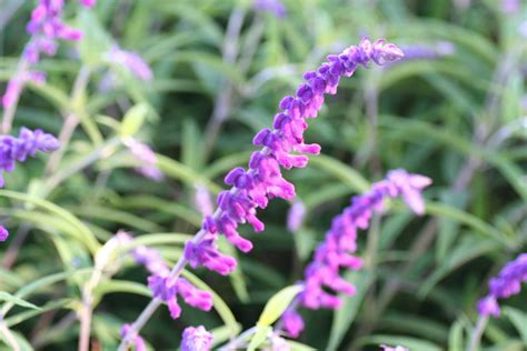 Salvias for Fall-Migrating Hummingbirds – Black Gold