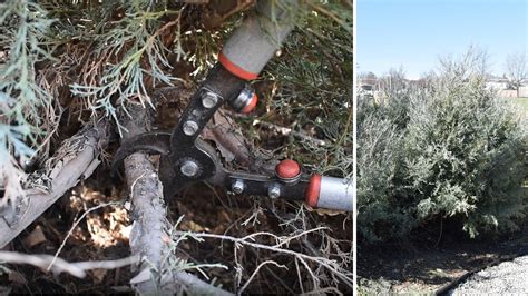 Pruning Evergreen Shrubs Spring Cleanup Youtube