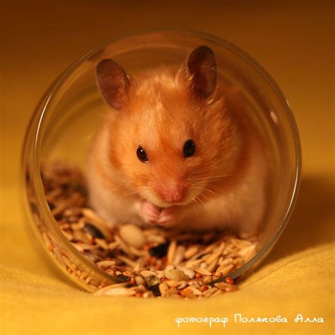 Pin on Hamsters