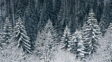 2560x1440 Snow Trees Forest desktop PC and Mac wallpaper | Winter wallpaper desktop, Tree ...