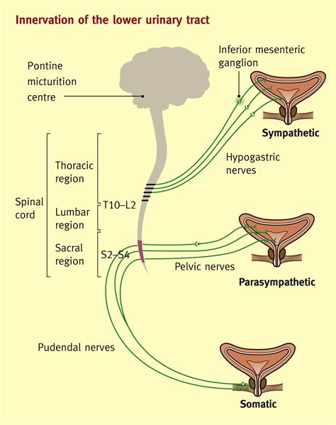 Bladder And Bowel Dysfunction Following Neurological Disease Medicine