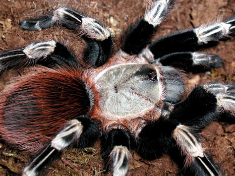 Nhandu Chromatus Brazilian Red And White Tarantula Tarantula Hub