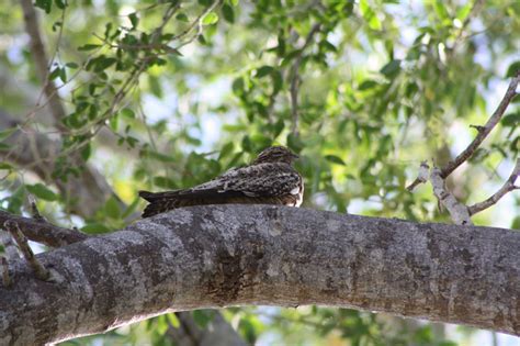 Cuban Birds Photos| Wildlife Journal Junior