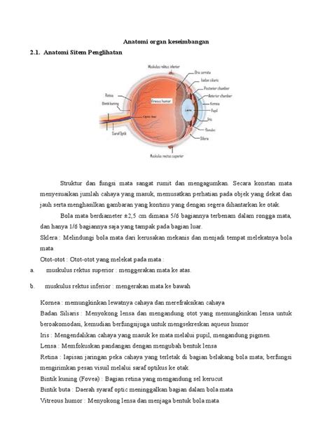 Pdf Anatomi Organ Keseimbangan Dokumen Tips