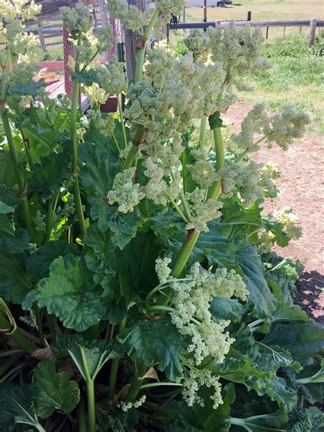 rhubarb flower 2