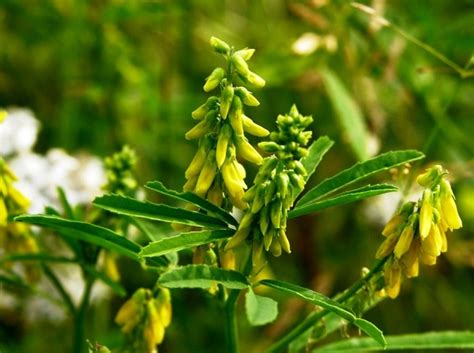 Донник лекарственный (около 500 семян).