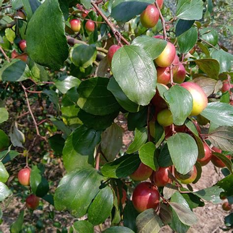 Miss India Ber Fruit Plant Shelf Life 2 3 Years At Best Price In Habra