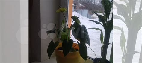 Антуриум купить в Самаре | Товары для дома и дачи | Авито