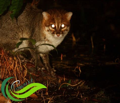 kucing tandang kucing hutan imut pemalu  terancam punah media