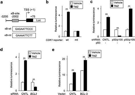 The κB site is required for activation of a CDK1 promoter reporter by