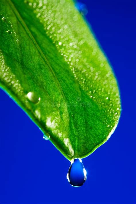 Hoja Verde Foto De Archivo Imagen De Fondo Cierre Oscuro 4684352