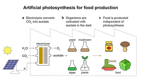 Photosynthèse Artificielle ils inventent une technologie qui permet